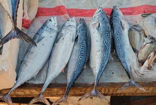 Peluang Bisnis Ikan Tuna
